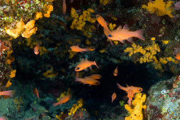 Fototapeta na wymiar Cardinal fishes, Apagon imberbis, Gökova Bay Turkey.