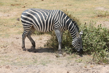 Fototapeta na wymiar Wild Zebra