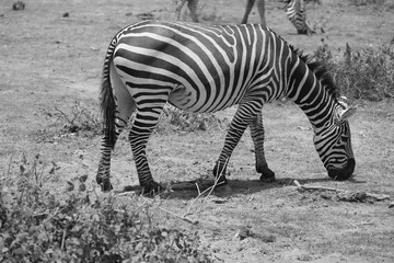 Fototapeta na wymiar Wild Zebra black and white