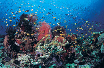 Reef scenic, Milne Bay, Papua New Guinea.