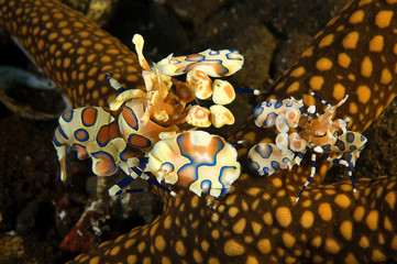 Harlequin shrimps, Hymenocera elegans, feeding on a starfish, Bali Indonesia.