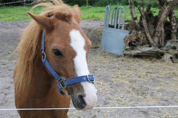 Little pony