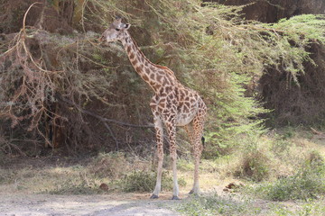 Wild Giraffe