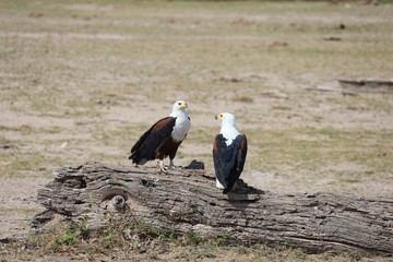 Wild Eagles