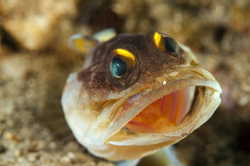Yellowbarred jawfish, Opistognathus sp., Sulawesi Indonesia