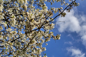 Apple tree white  flowers with blue sky background