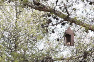 Nido de p&aacute;jaro en &aacute;rbol