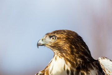 The red-tailed hawk is a bird of prey, one of three species colloquially known in the United States as the chickenhawk, though it rarely preys on standard sized chickens
