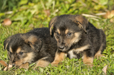 Two brown and black puppy on the grass