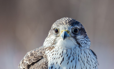 The gyrfalcon, also spelled gerfalcon, is a bird of prey, the largest of the falcon species. The abbreviation gyr is also seen in the literature. It breeds on Arctic coasts and tundra, and the islands