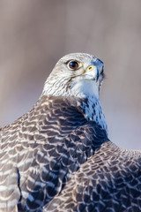 The gyrfalcon, also spelled gerfalcon, is a bird of prey, the largest of the falcon species. The abbreviation gyr is also seen in the literature. It breeds on Arctic coasts and tundra, and the islands