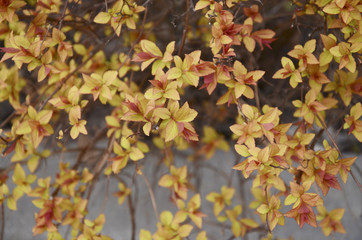 Yellow and red young leaves and buds on a branch of a decorative bush