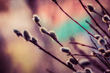 Willow branches close-up
