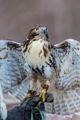 The red-tailed hawk is a bird of prey, one of three species colloquially known in the United States as the chickenhawk, though it rarely preys on standard sized chickens