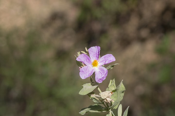 Flower of five petal purple