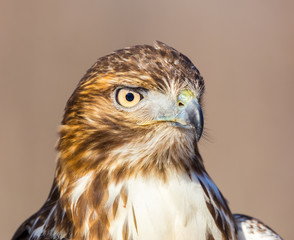 The red-tailed hawk is a bird of prey, one of three species colloquially known in the United States as the chickenhawk, though it rarely preys on standard sized chickens