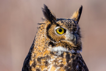The great horned, also known as the tiger or the hoot, is a large owl native to the Americas. It is an extremely adaptable bird with a vast range and is a common  true owl in the Americas