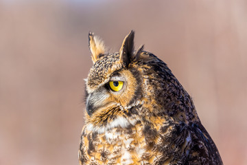 The great horned, also known as the tiger or the hoot, is a large owl native to the Americas. It is an extremely adaptable bird with a vast range and is a common  true owl in the Americas