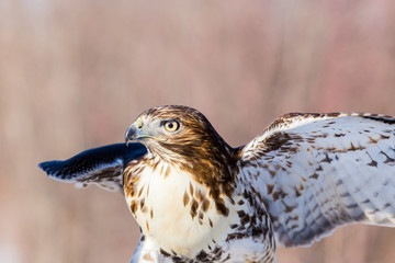 The red-tailed hawk is a bird of prey, one of three species colloquially known in the United States as the chickenhawk, though it rarely preys on standard sized chickens