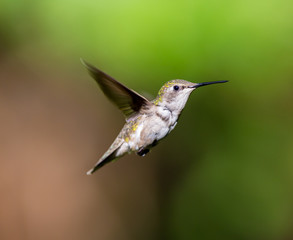 Fototapeta na wymiar Ruby Throated Hummingbird female, after its long migration from the south to the north. Hovering in space in a boreal forest in Quebec Canada. 