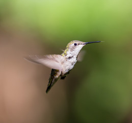 Fototapeta na wymiar Ruby Throated Hummingbird female, after its long migration from the south to the north. Hovering in space in a boreal forest in Quebec Canada. 