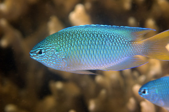 Blue damsel, Pomacentrus pavo, Kosrae Micronesia.