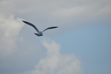 Limassol Beach Sea Gull