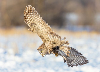 The great grey owl or great gray is a very large bird, documented as the world's largest species of owl by length. Here it is seen flying searching for prey in Quebec's harsh winter.
