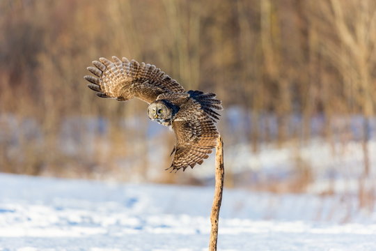 The great grey owl or great gray is a very large bird, documented as the world's largest species of owl by length. Here it is seen flying searching for prey in Quebec's harsh winter.
