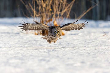 The great grey owl or great gray is a very large bird, documented as the world's largest species of owl by length. Here it is seen flying searching for prey in Quebec's harsh winter.