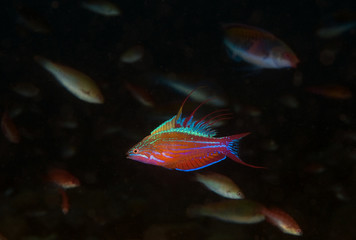 Filamented flasher wrasse male, Paracheilinus filamentosus, Sulawesi Indonesia