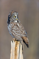 The great grey owl or great gray is a very large bird, documented as the world's largest species of owl by length. Here it is seen perched searching for prey in Quebec's harsh winter.