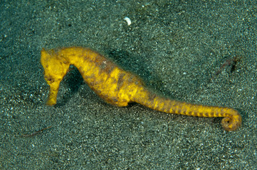 Estuary seahorse, Hippocampus kuda, Sulawesi Indonesia.