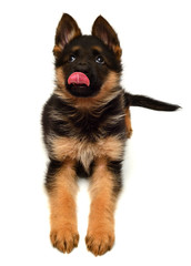 A beautiful puppy is the German shepherd with his tongue hanging out, isolated on a white background. Fluffy dog close-up of brown and black color