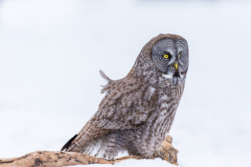 Great Grey owl in Quebec Canada.
