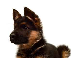 A beautiful puppy is the German shepherd, isolated on a white background. Fluffy dog close-up of brown and black color