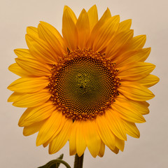 Flower of sunflower on white background. Seeds and oil. Flat lay, top view