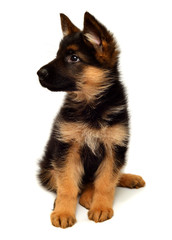 A beautiful puppy is the German shepherd, isolated on a white background. Fluffy dog close-up of brown and black color