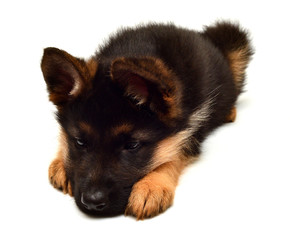 A beautiful puppy is the German shepherd, isolated on a white background. Fluffy dog close-up of brown and black color