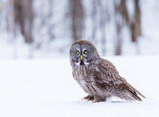 Great grey owl hunting for prey in north Quebec Canada. - 143483503