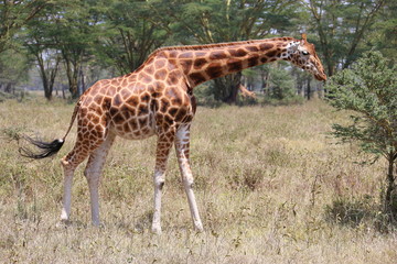 Wild Giraffe