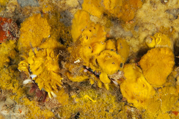 Oyster sponge, Crambe crambe, and oysters, Pinctata radiata, Sarıgerme Fethiye Turkey