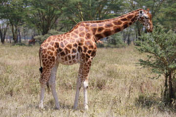 Wild giraffe