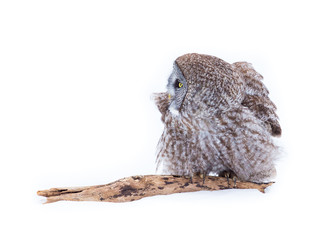 Great grey owl hunting for prey in north Quebec Canada.