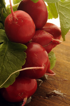 Raphanus sativus Radise Radish Garten-Rettich Ravanello &Rho;&epsilon;&pi;ά&nu;&iota; R&aacute;bano Ravanelli Radis 무  식물 Tuinradijs Редька посевная Cải củ فجل 