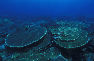 Fototapeta na wymiar Acrapora table corals, Sulawesi Indonesia.