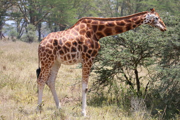 Wild Giraffe