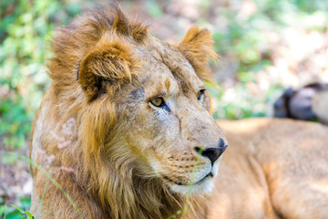 Asiatic Lion in a national park in India. These national treasures are now being protected, but due to urban growth they will never be able to roam India as they used to. 
