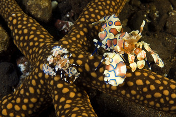 Obraz na płótnie Canvas Harlequin shrimps, Hymenocera elegans, feeding on a starfish, Bali Indonesia.