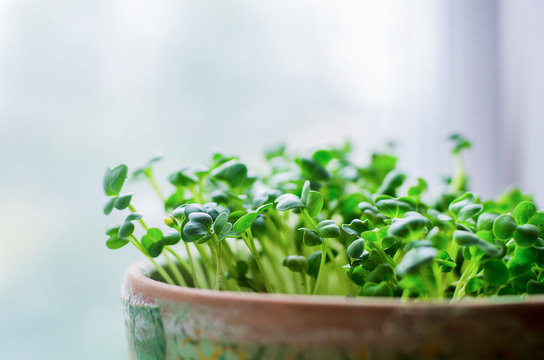Growing microgreens in pot on white background, selective focus